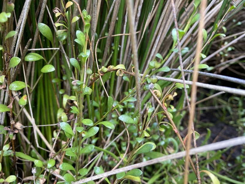 Samolus repens var. repens
