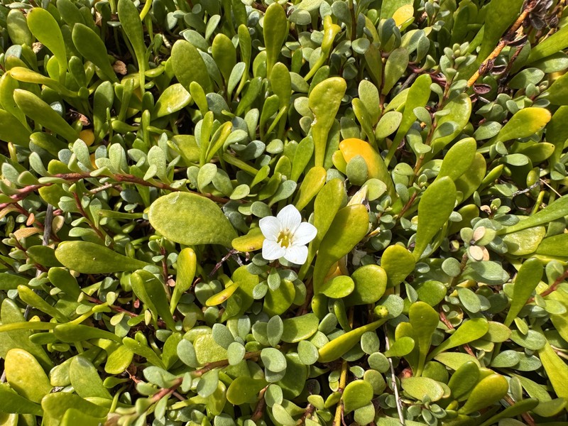 Samolus repens var. repens photo 2