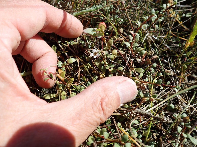 Samolus repens var. repens photo 3