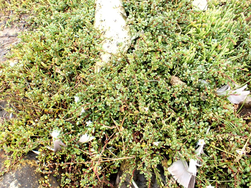 Samolus repens var. repens photo 4