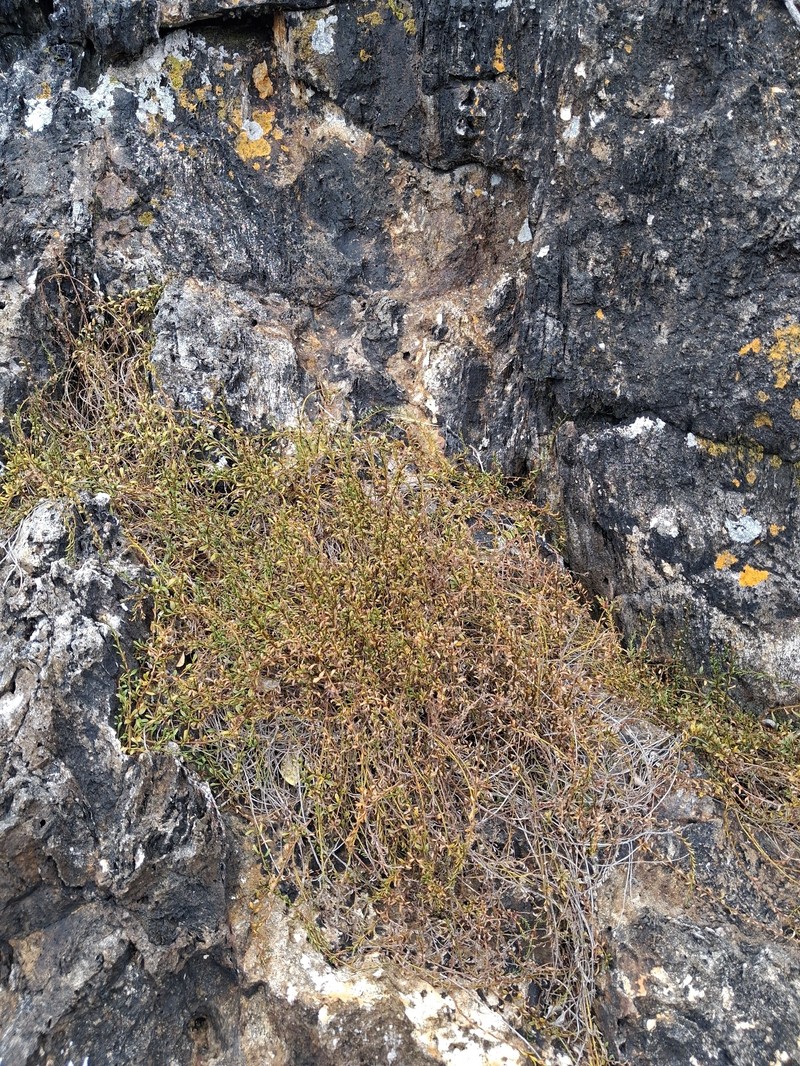 Samolus repens var. strictus
