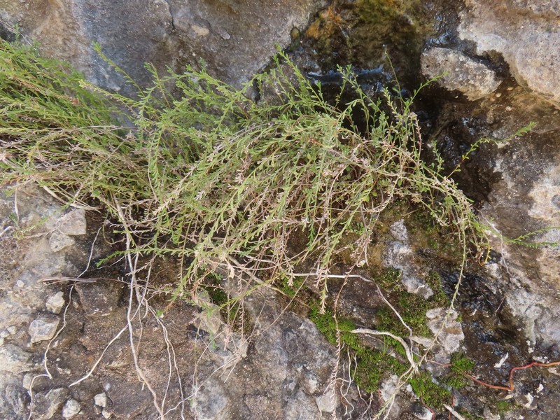 Samolus repens var. strictus photo 2