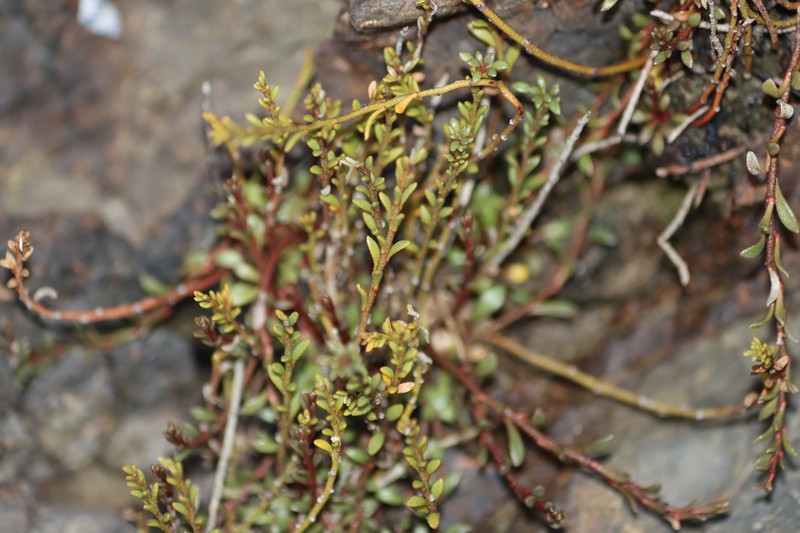 Samolus repens var. strictus photo 3