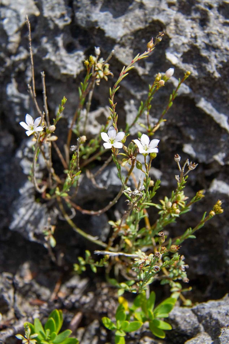Samolus repens var. strictus photo 4