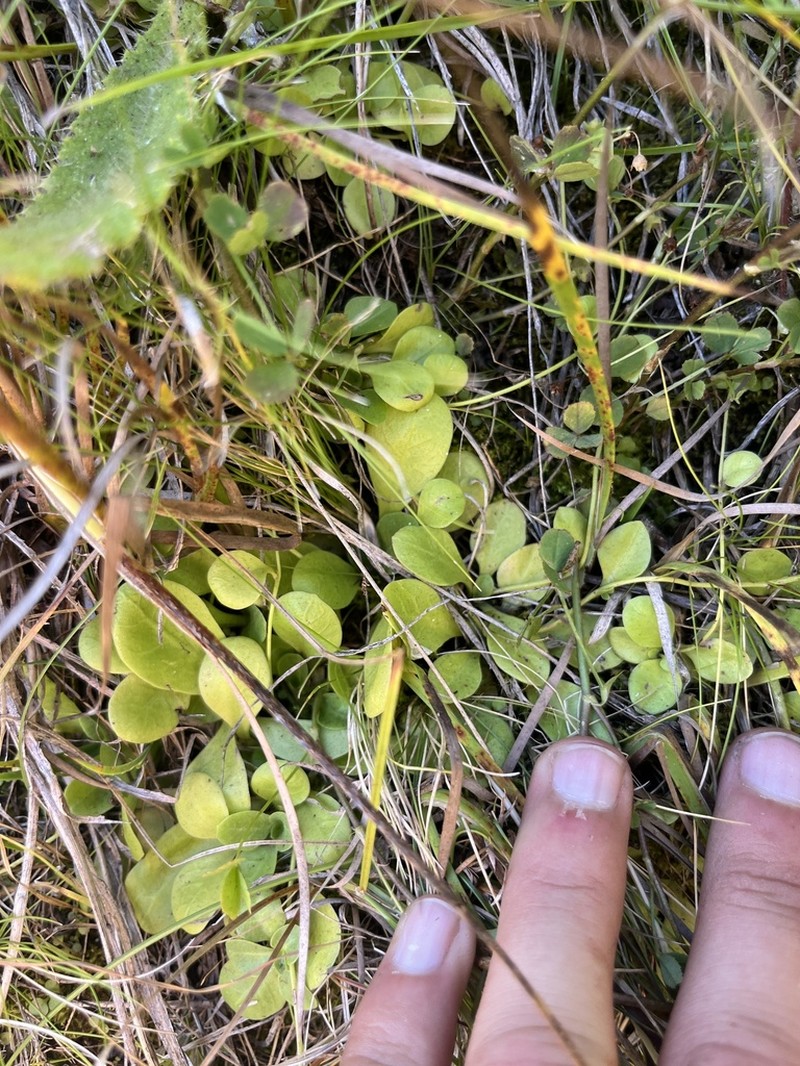Chiricahua Mountain Brookweed
