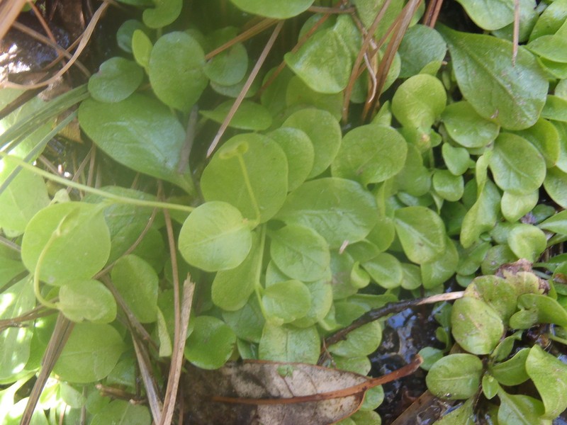 Chiricahua Mountain Brookweed photo 2