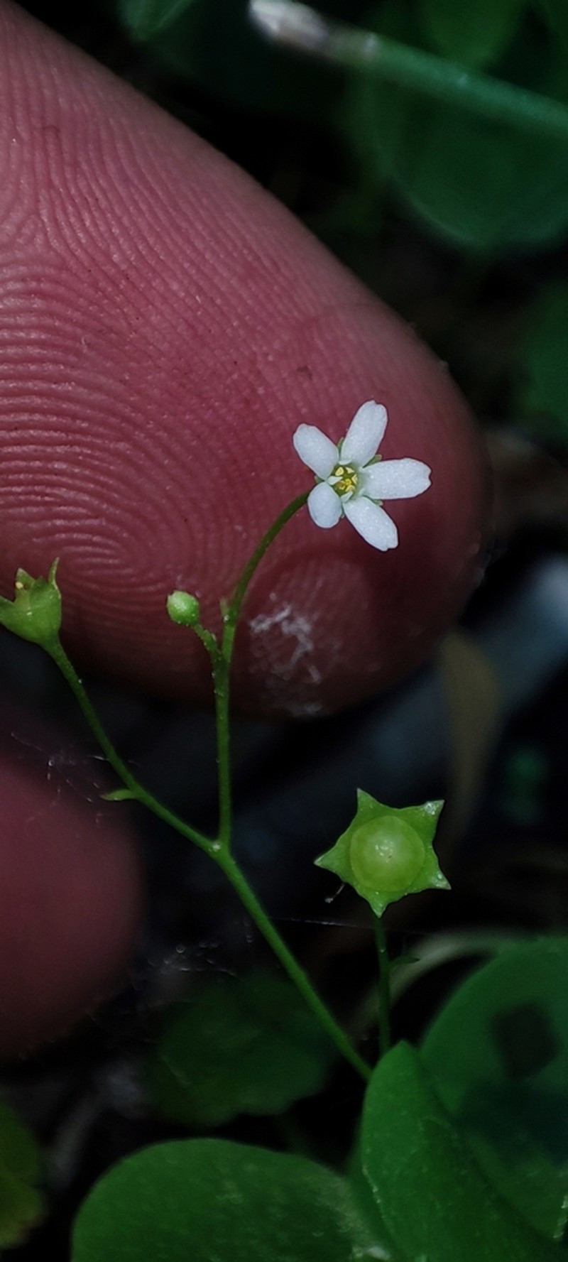 Chiricahua Mountain Brookweed photo 3