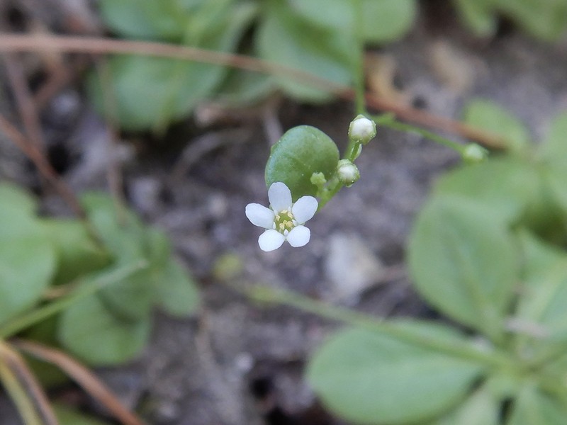 Chiricahua Mountain Brookweed photo 4