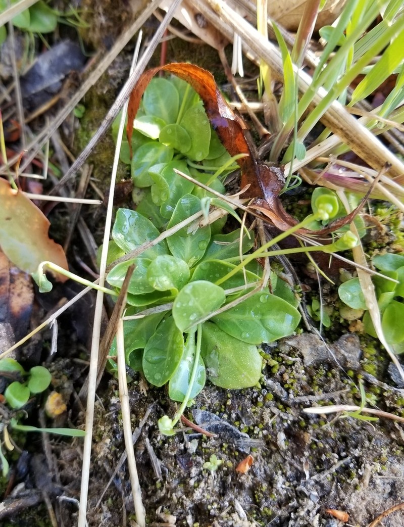 Chiricahua Mountain Brookweed photo 5