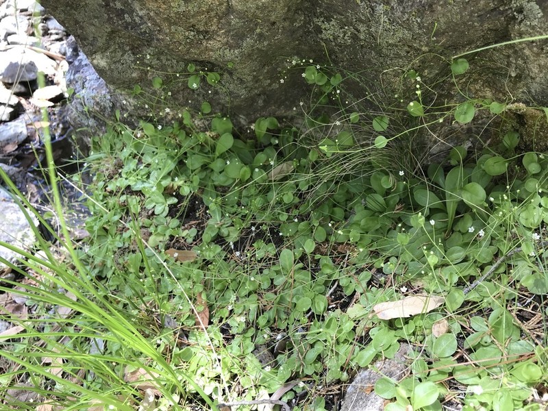 Chiricahua Mountain Brookweed photo 6