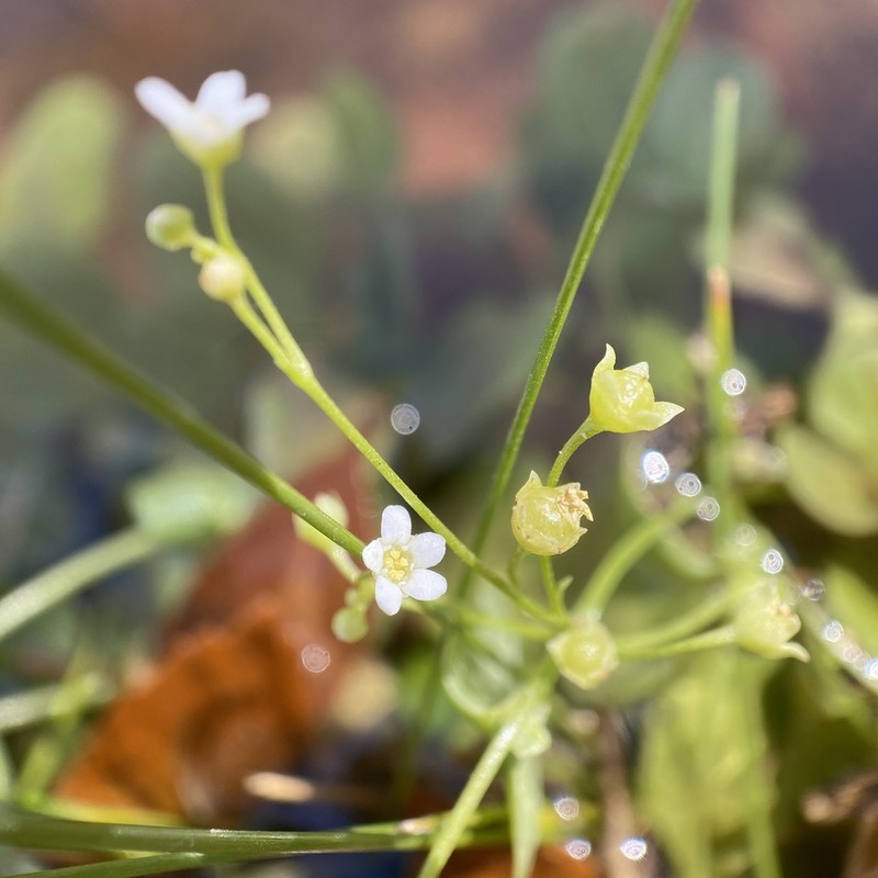 Chiricahua Mountain Brookweed photo 7