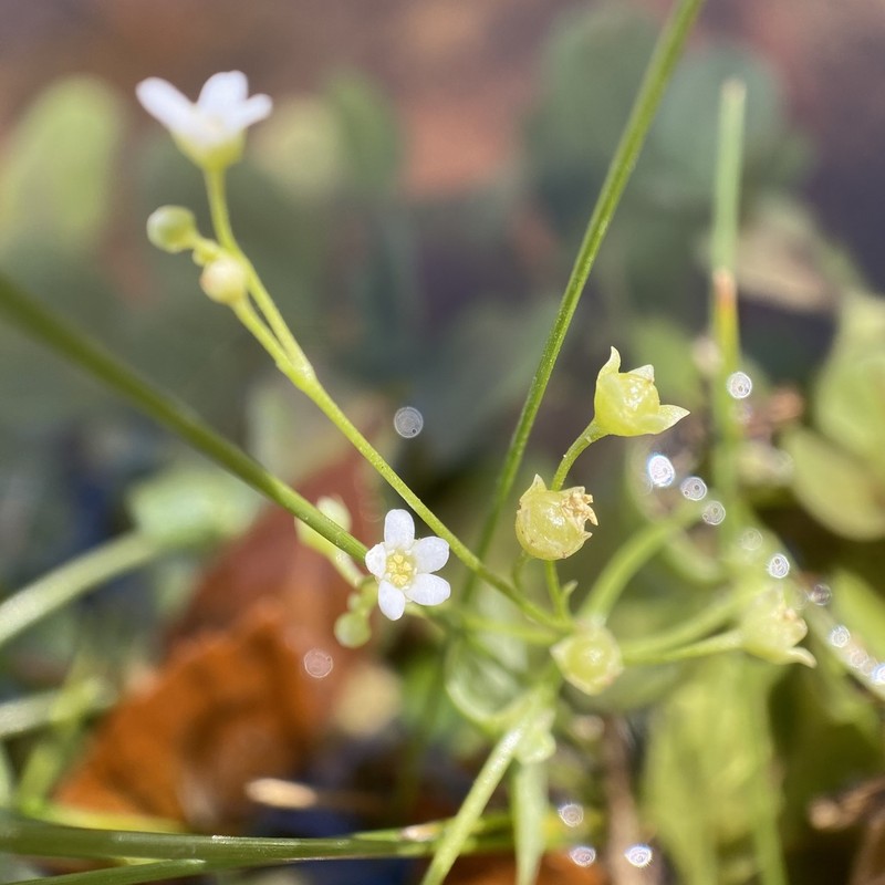 Chiricahua Mountain Brookweed photo 8