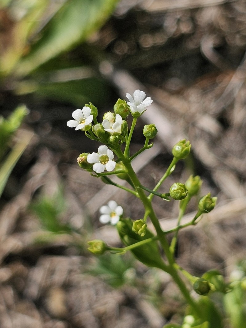 Seaside Brookweed photo 2