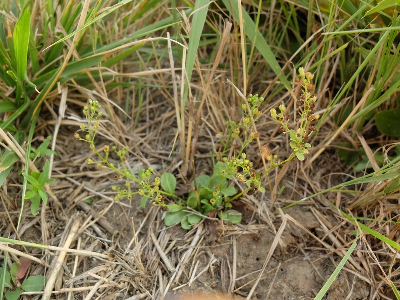 Seaside Brookweed photo 4