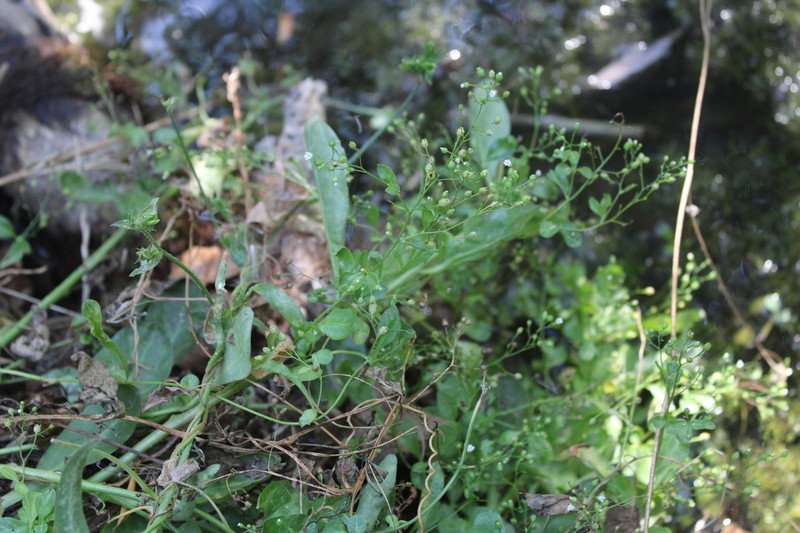 Seaside Brookweed photo 5