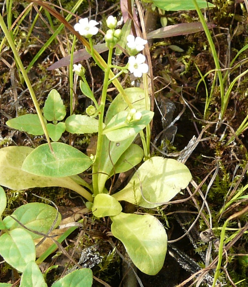 Seaside Brookweed photo 6