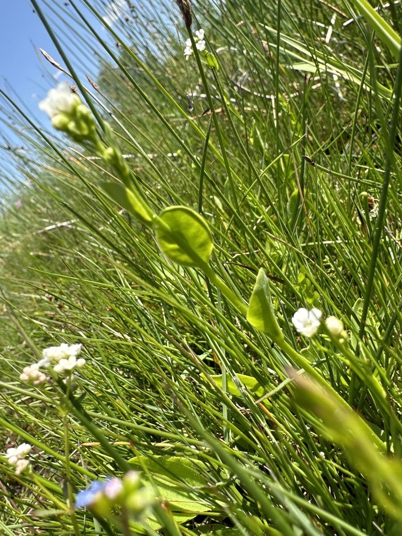 Seaside Brookweed photo 7