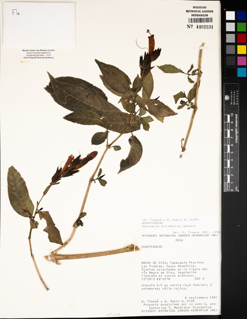 Sanchezia dubia photo 2