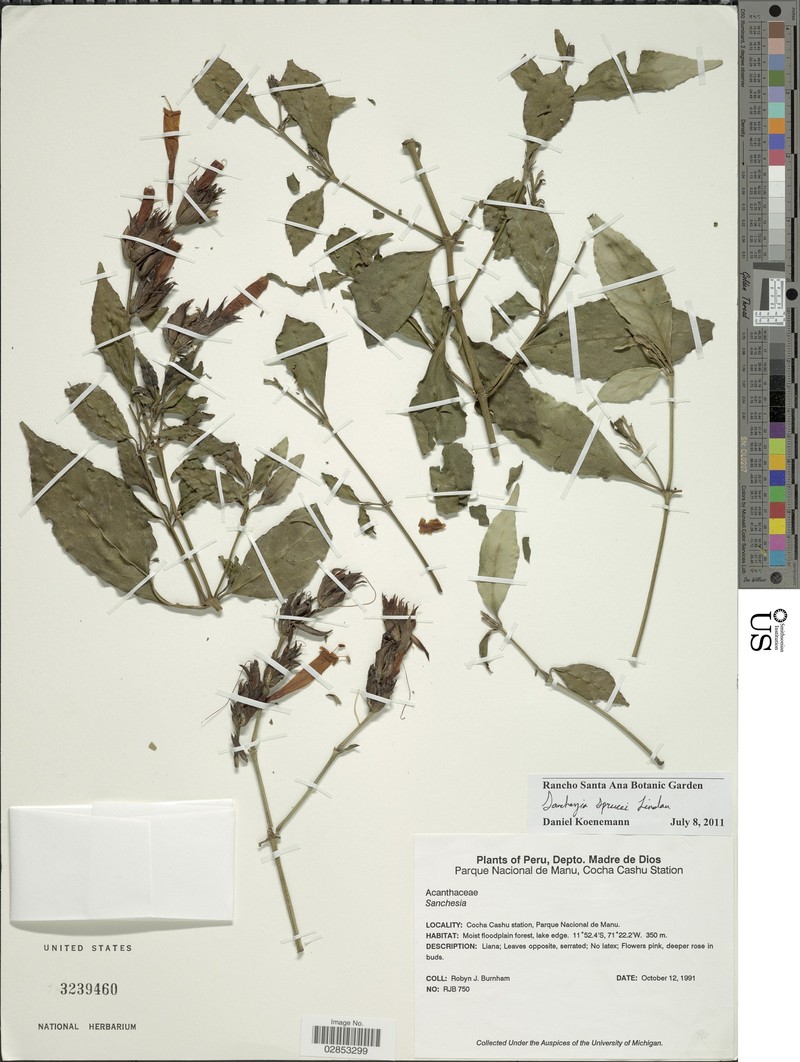 Sanchezia dubia photo 3
