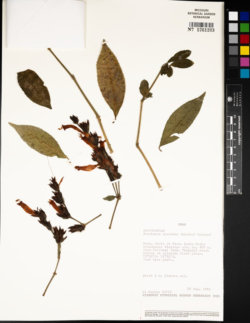 Sanchezia dubia photo 4