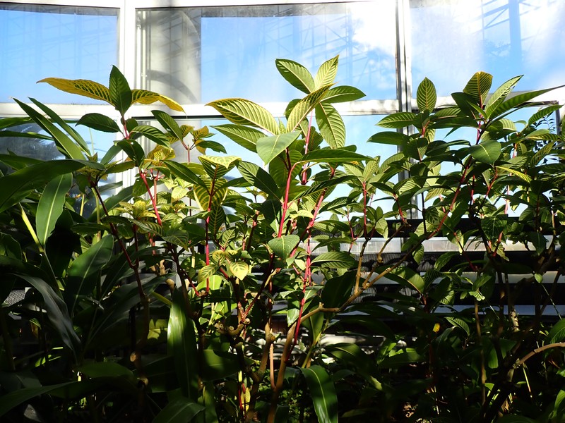 Shrubby Whitevein photo 8