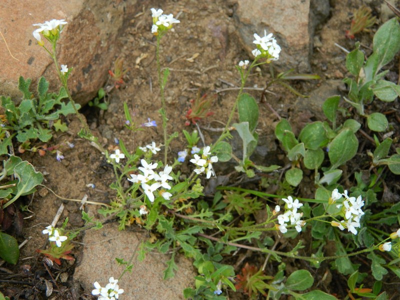 Sandbergia perplexa photo 2