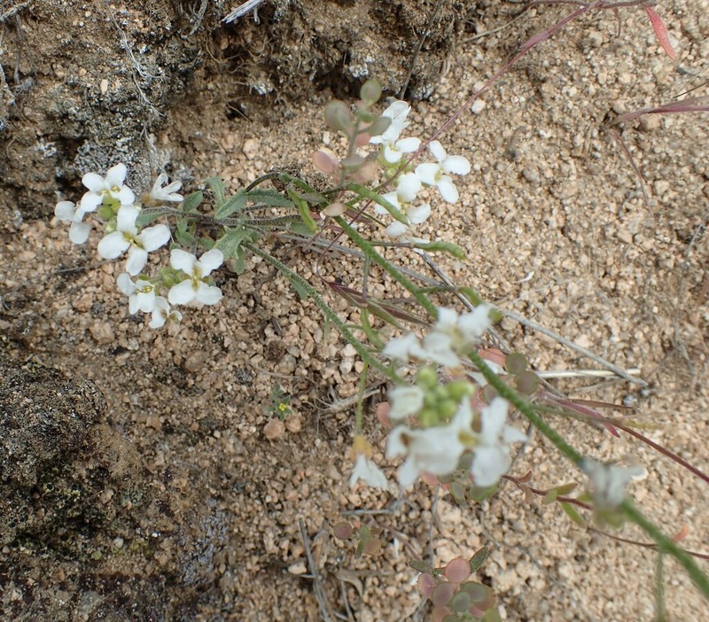 Sandbergia perplexa photo 3