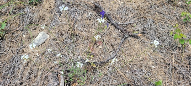 Sandbergia perplexa photo 4