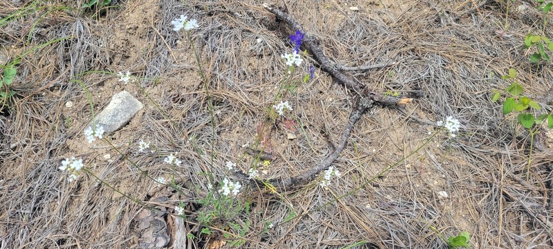 Sandbergia perplexa photo 5