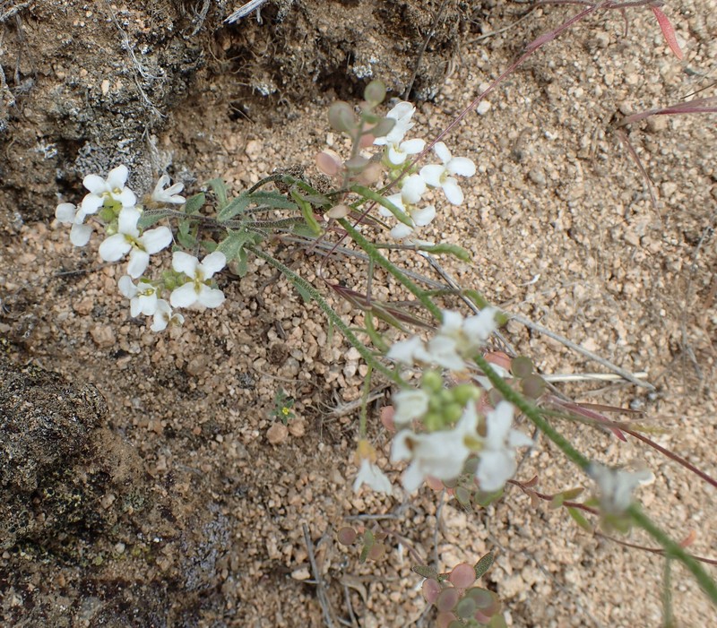 Sandbergia perplexa photo 6