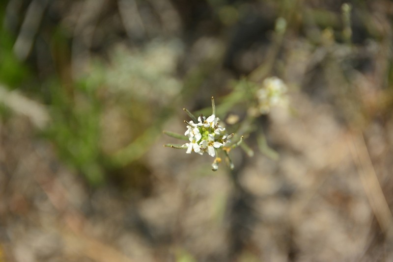 Whited's Fissurewort