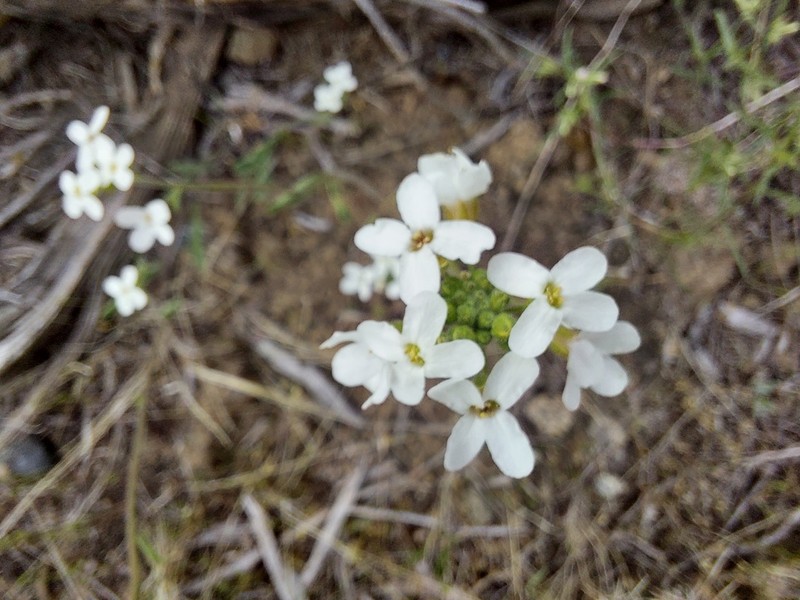 Whited's Fissurewort photo 2
