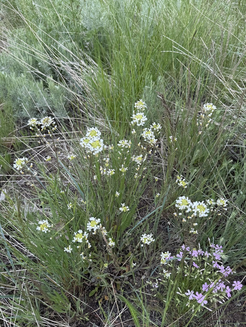 Whited's Fissurewort photo 3