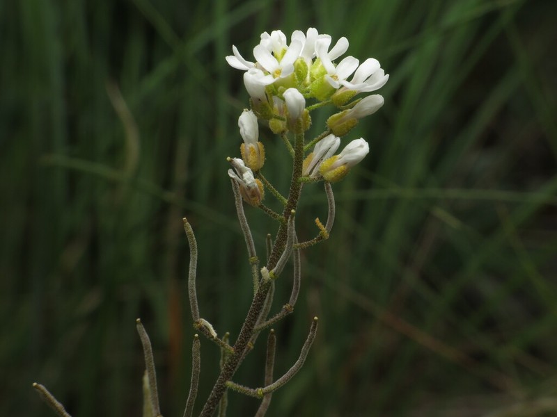 Whited's Fissurewort photo 4