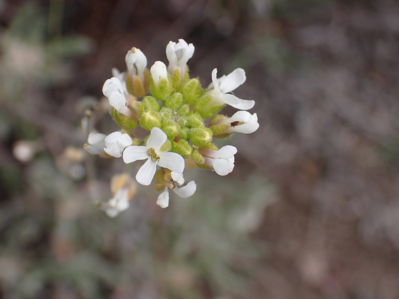 Whited's Fissurewort photo 5