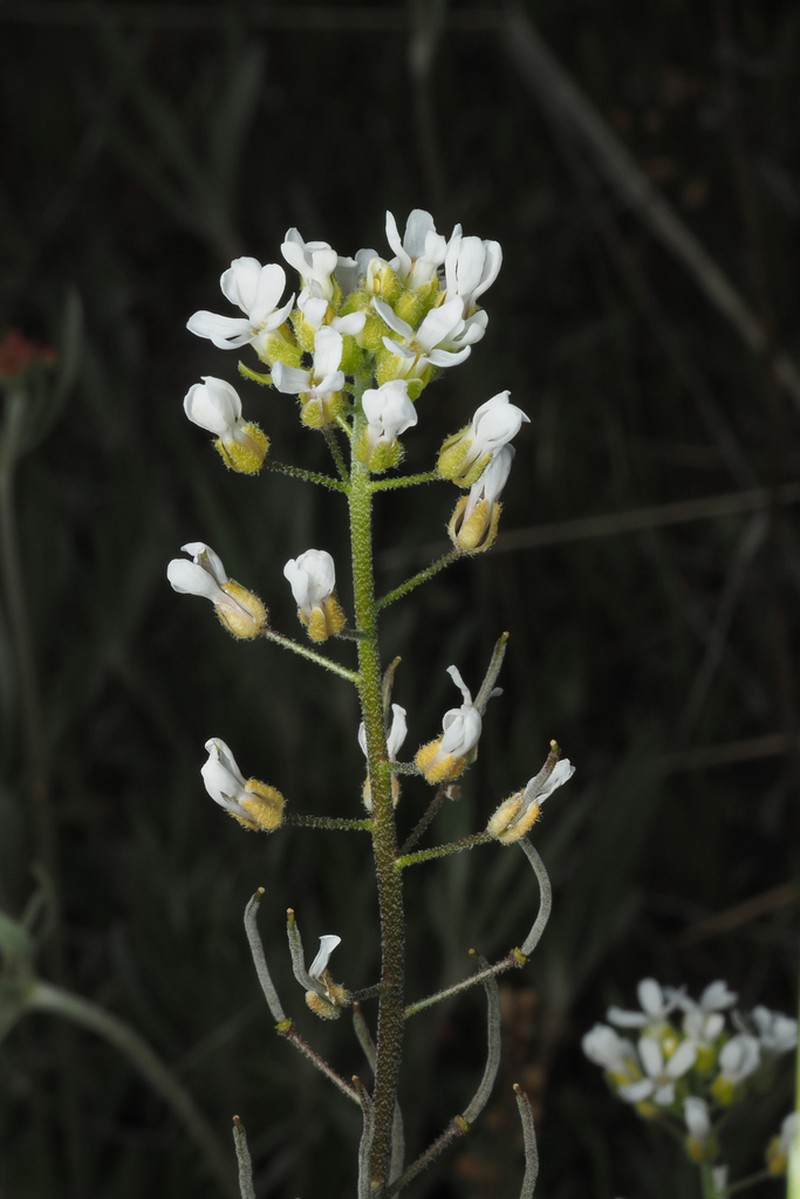 Whited's Fissurewort photo 6