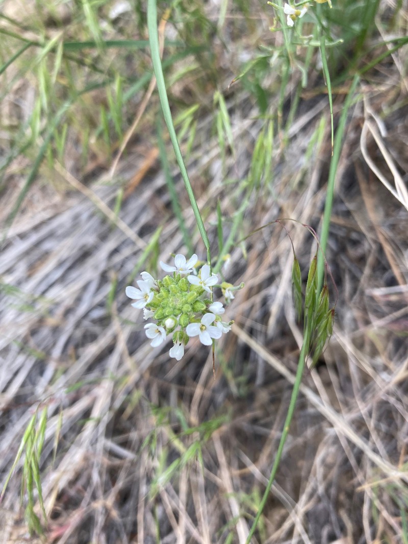 Whited's Fissurewort photo 7