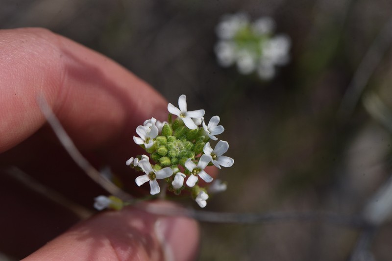 Whited's Fissurewort photo 8