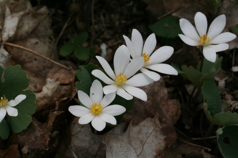 Bloodroot photo 2