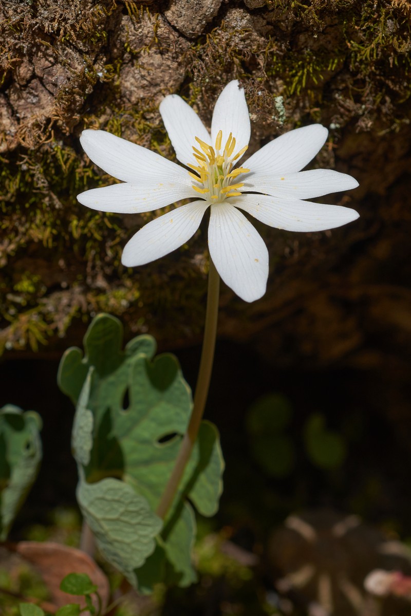 Bloodroot