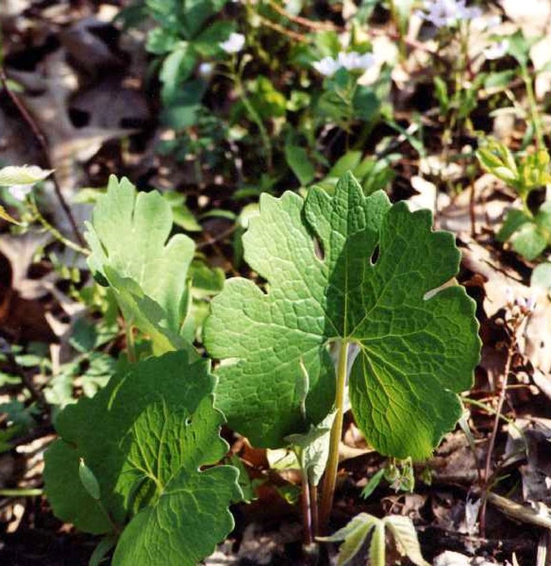 Bloodroot photo 6
