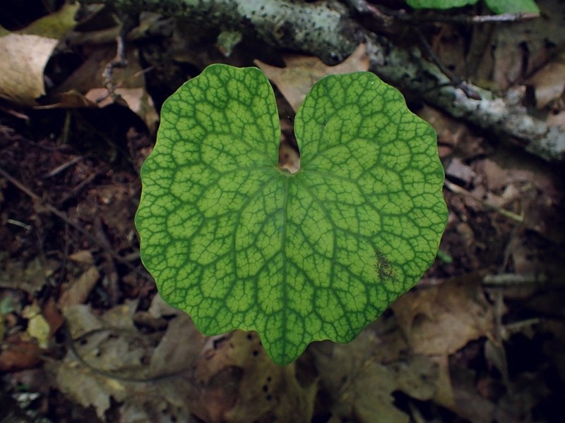 Bloodroot photo 4