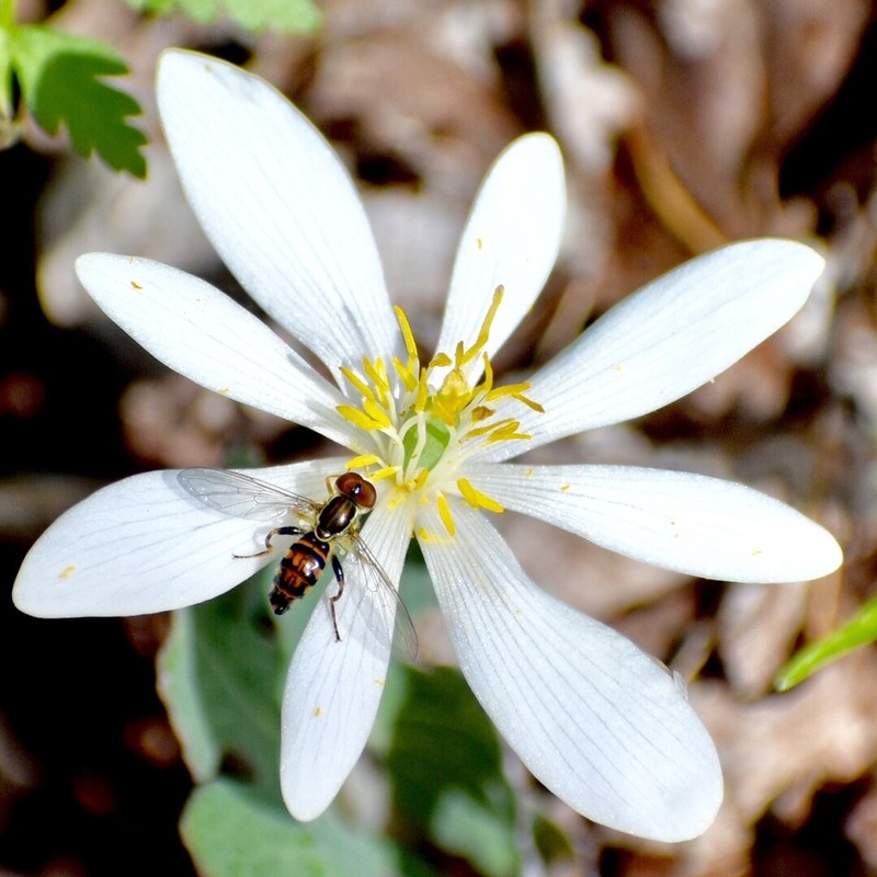 Bloodroot photo 6