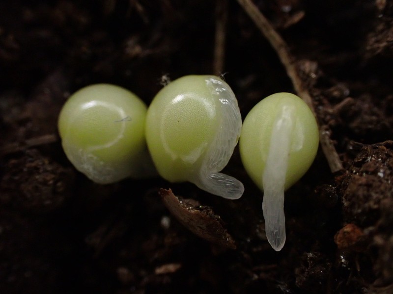 Bloodroot photo 7
