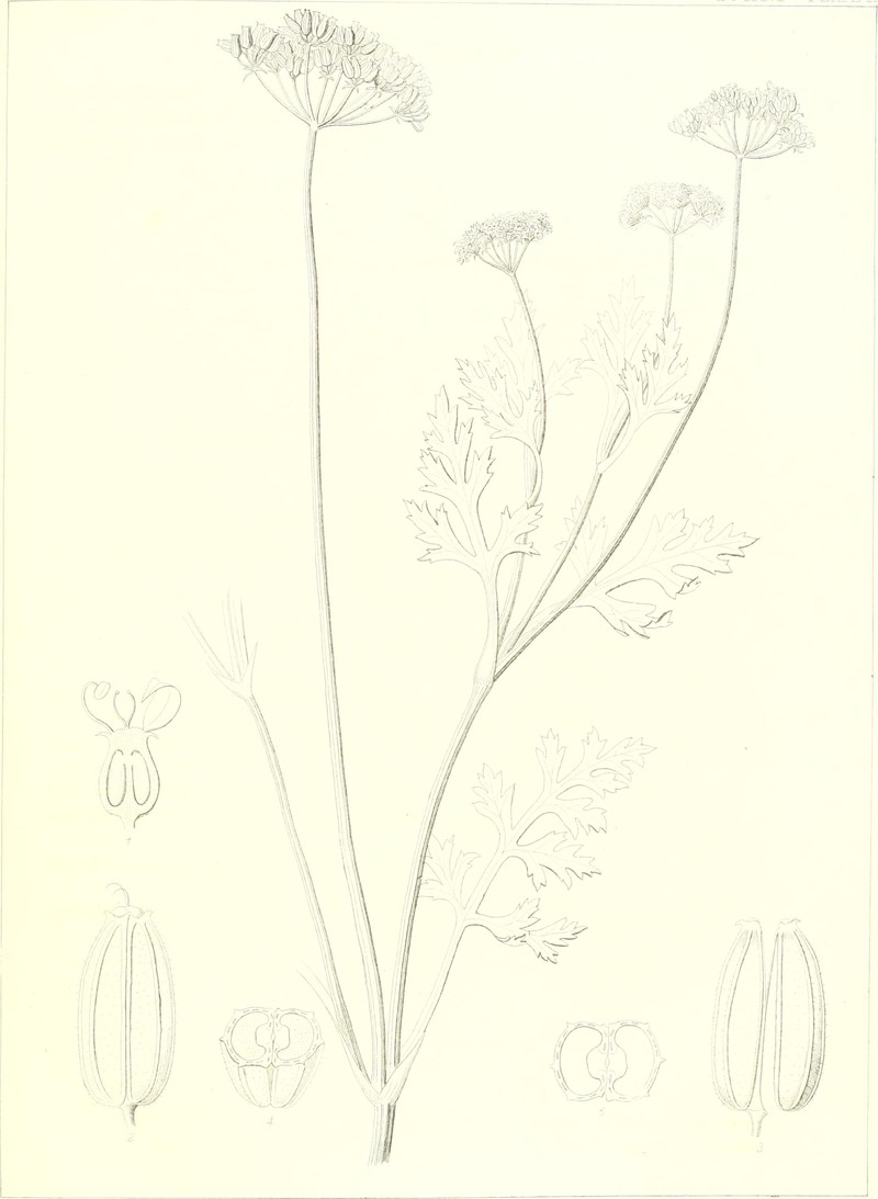 Prairie Burnet photo 4