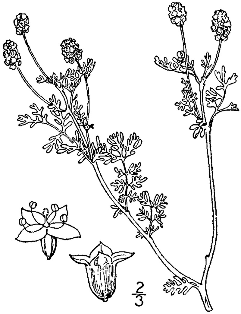 Prairie Burnet photo 3