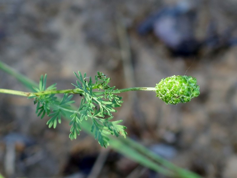 Prairie Burnet photo 3