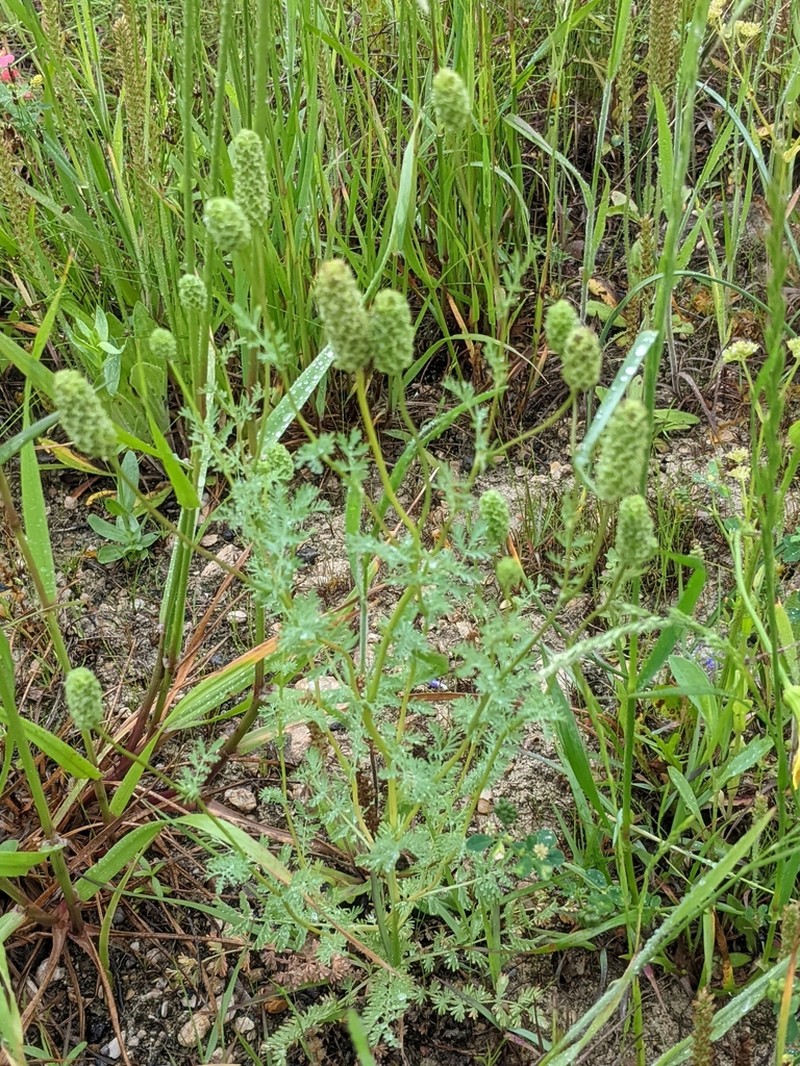 Prairie Burnet photo 4