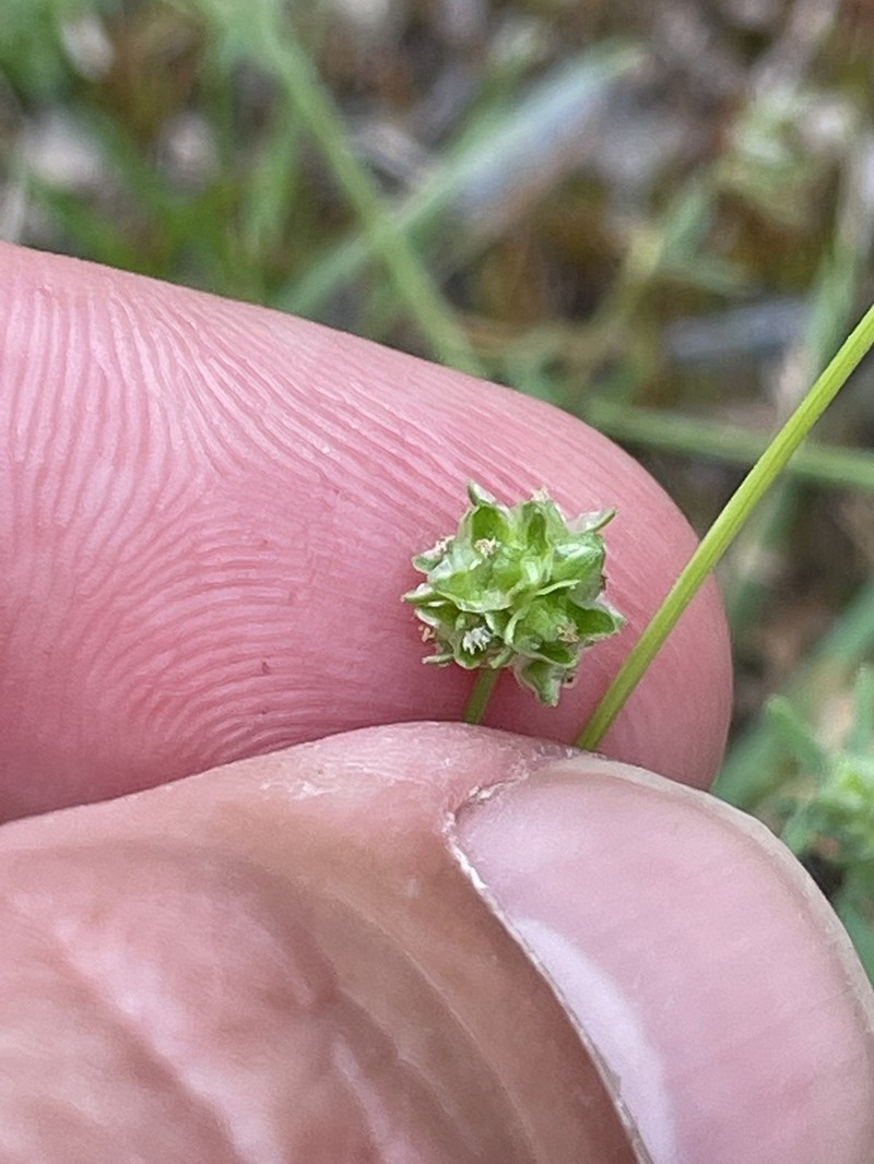 Prairie Burnet photo 5
