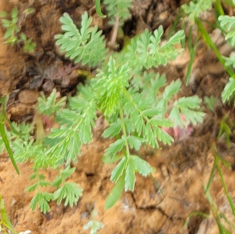 Prairie Burnet photo 6